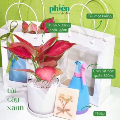 Gift Set Cây Xanh Tặng Dịp, Bình Xịt Hàn Quốc Kèm Túi Mặt Kiếng Siêu Xinh - Sweet Box