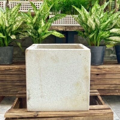 Chậu Xi Măng Đá Mài Vuông 25x25cm Trồng Cây Nội Thất, Đủ Màu Trắng, Đen, Xám
