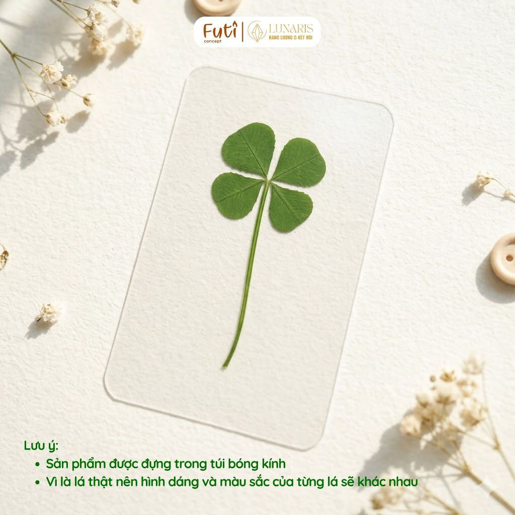 Cỏ 4 Lá May Mắn, Ép Trong Suốt, Dùng Kẹp Sách, Bỏ Ốp Lưng, Ví, Biểu Tượng May Mắn, Niềm Tin
