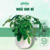 Cây Ngũ Gia Bì Chậu Gốm Để Bàn Thanh Lọc Không Khí