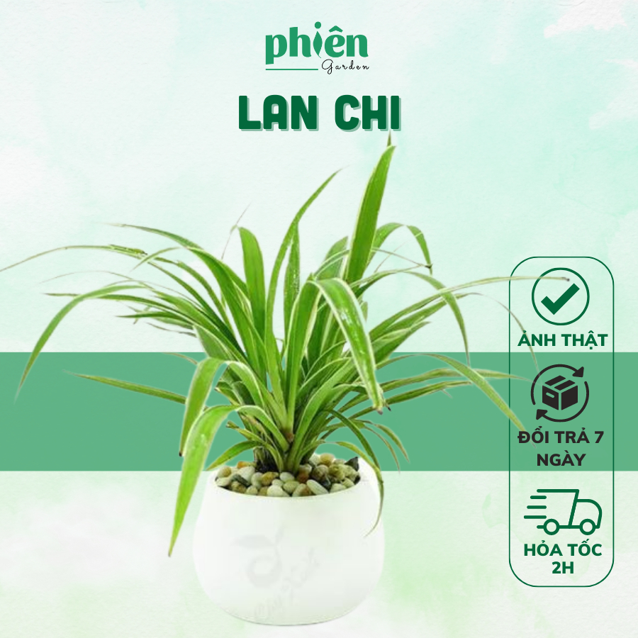 Cây Lan Chi - Cây Dây nhện để bàn