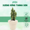 Xương rồng Thanh Sơn kèm chậu đất nung