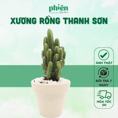 Xương rồng Thanh Sơn kèm chậu đất nung