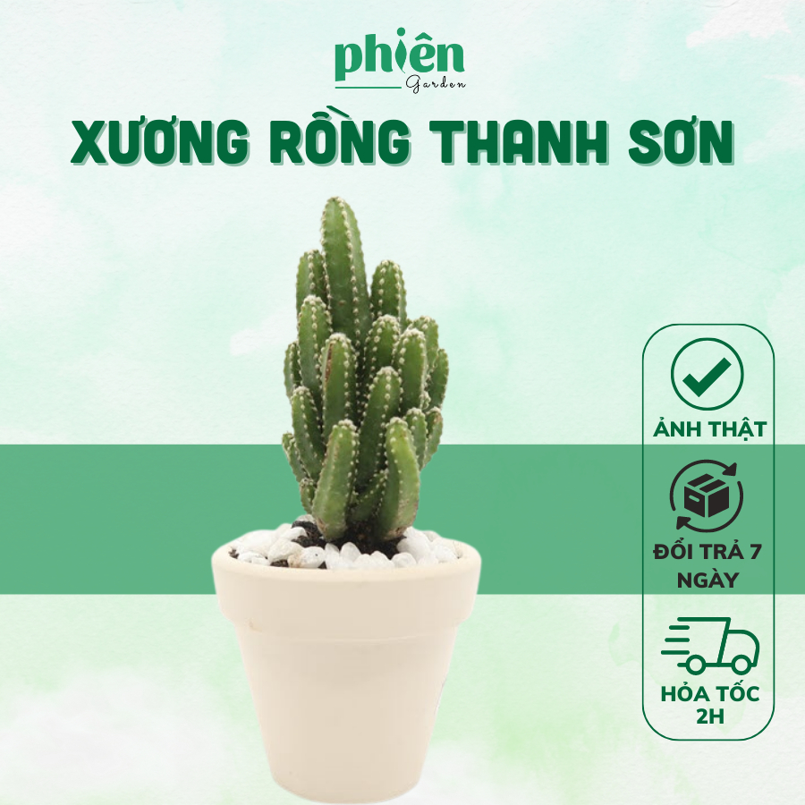 Xương rồng Thanh Sơn kèm chậu đất nung