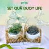 Set Enjoy Life Cây Fittonia, Cây Sen Đá
