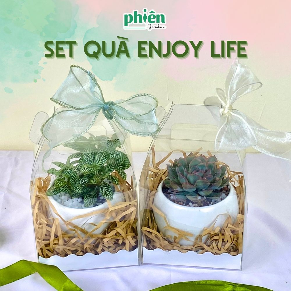 Set Enjoy Life Cây Fittonia, Cây Sen Đá