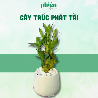 Cây Trúc Phú Quý, Cây Phát Tài