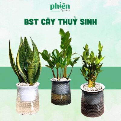 Cây Thuỷ Sinh Để Bàn Chậu Tự Tưới